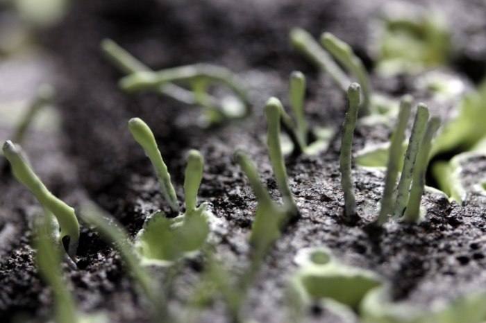 grass-detail3(compressed)